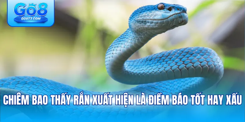 Chiêm bao thấy rắn xuất hiện là điềm báo tốt hay xấu